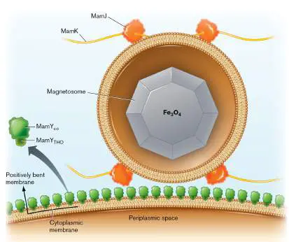 Figure from Chapter 2, Microbiology: An Evolving Science 6e
