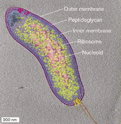 Figure from Chapter 3, Microbiology: An Evolving Science 6e