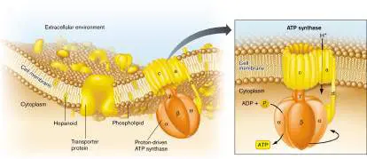 Figure from Chapter 3, Microbiology: An Evolving Science 6e