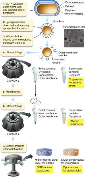 Figure from Chapter 3, Microbiology: An Evolving Science 6e