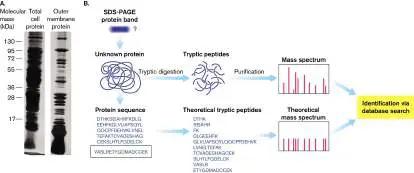 Figure from Chapter 3, Microbiology: An Evolving Science 6e
