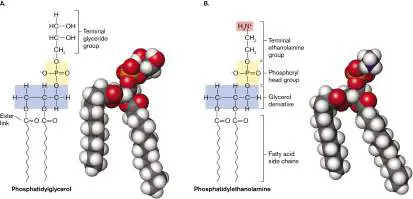 Figure from Chapter 3, Microbiology: An Evolving Science 6e