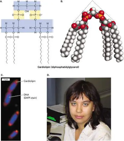 Figure from Chapter 3, Microbiology: An Evolving Science 6e