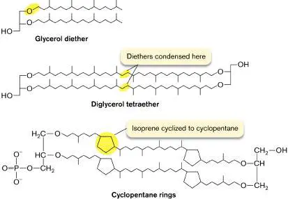 Figure from Chapter 3, Microbiology: An Evolving Science 6e