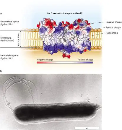 Figure from Chapter 3, Microbiology: An Evolving Science 6e