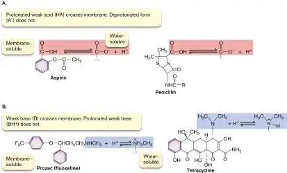 Figure from Chapter 3, Microbiology: An Evolving Science 6e
