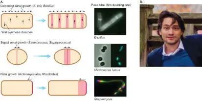 Figure from Chapter 3, Microbiology: An Evolving Science 6e