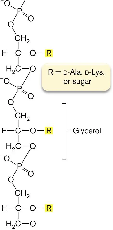 Figure from Chapter 3, Microbiology: An Evolving Science 6e