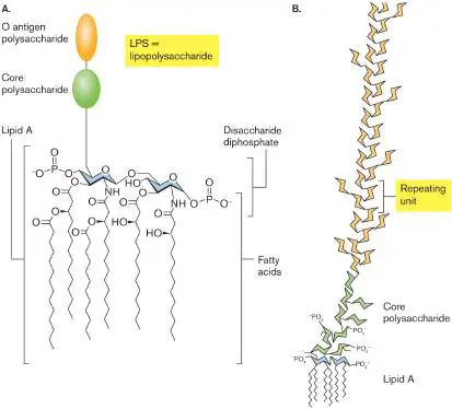 Figure from Chapter 3, Microbiology: An Evolving Science 6e