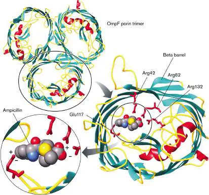 Figure from Chapter 3, Microbiology: An Evolving Science 6e
