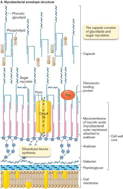 Figure from Chapter 3, Microbiology: An Evolving Science 6e