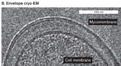 Figure from Chapter 3, Microbiology: An Evolving Science 6e