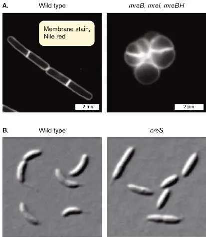 Figure from Chapter 3, Microbiology: An Evolving Science 6e
