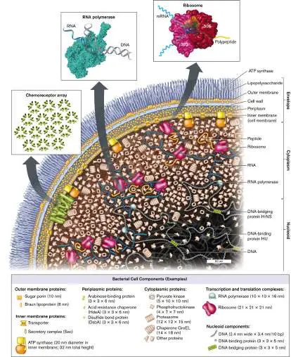 Figure from Chapter 3, Microbiology: An Evolving Science 6e