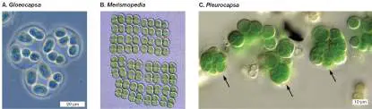 Figure from Chapter 3, Microbiology: An Evolving Science 6e