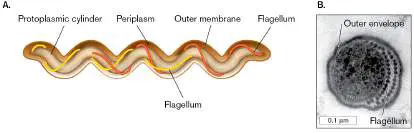 Figure from Chapter 3, Microbiology: An Evolving Science 6e