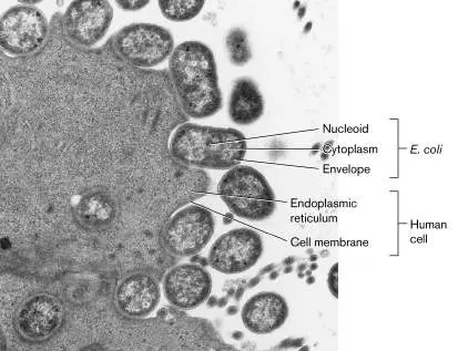 Figure from Chapter 3, Microbiology: An Evolving Science 6e