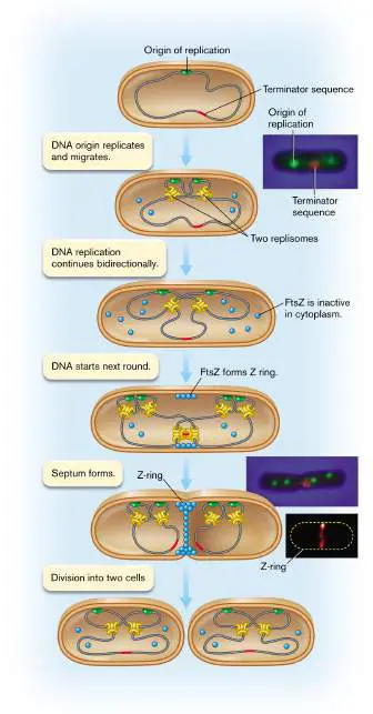 Figure from Chapter 3, Microbiology: An Evolving Science 6e