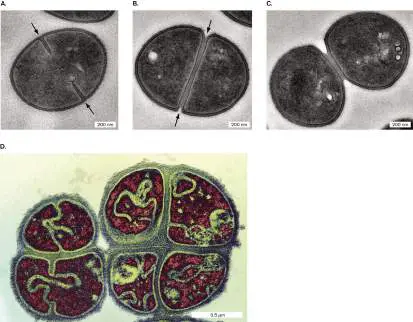 Figure from Chapter 3, Microbiology: An Evolving Science 6e