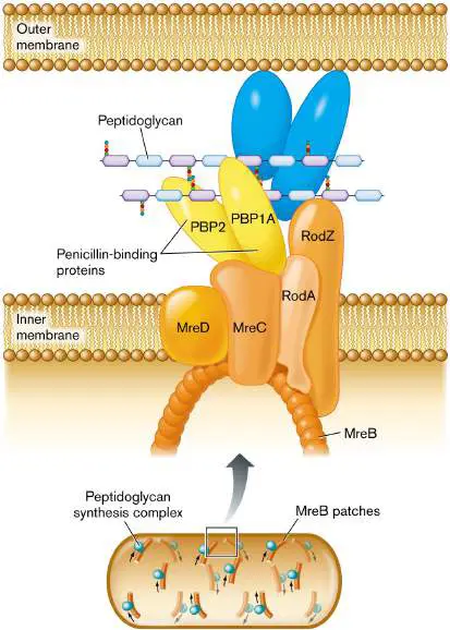 Figure from Chapter 3, Microbiology: An Evolving Science 6e