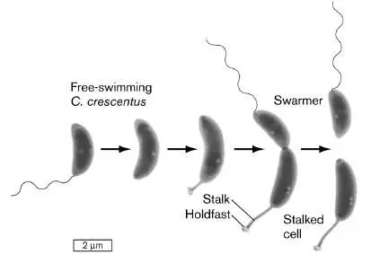 Figure from Chapter 3, Microbiology: An Evolving Science 6e