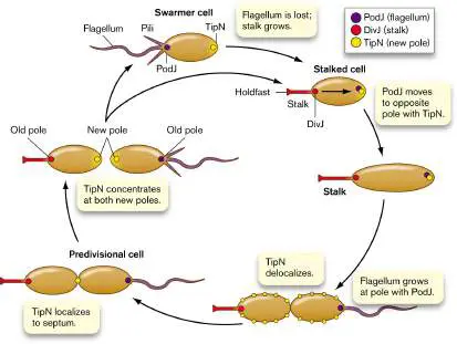 Figure from Chapter 3, Microbiology: An Evolving Science 6e