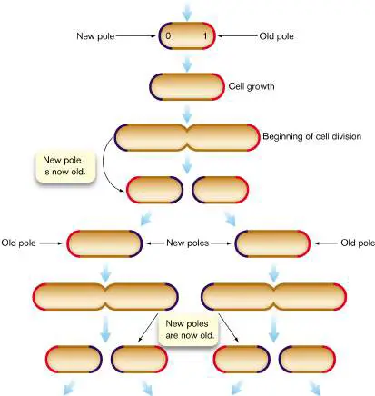 Figure from Chapter 3, Microbiology: An Evolving Science 6e
