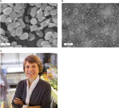 Figure from Chapter 3, Microbiology: An Evolving Science 6e
