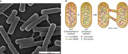 Figure from Chapter 3, Microbiology: An Evolving Science 6e