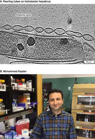 Figure from Chapter 3, Microbiology: An Evolving Science 6e