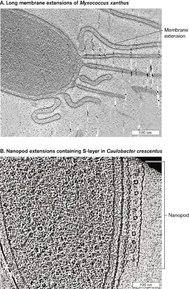 Figure from Chapter 3, Microbiology: An Evolving Science 6e