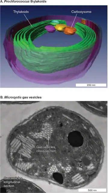Figure from Chapter 3, Microbiology: An Evolving Science 6e