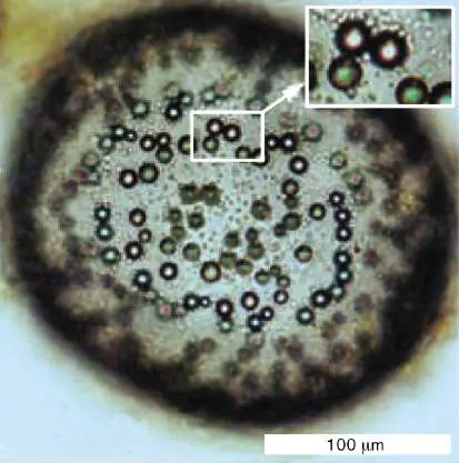 Figure from Chapter 3, Microbiology: An Evolving Science 6e