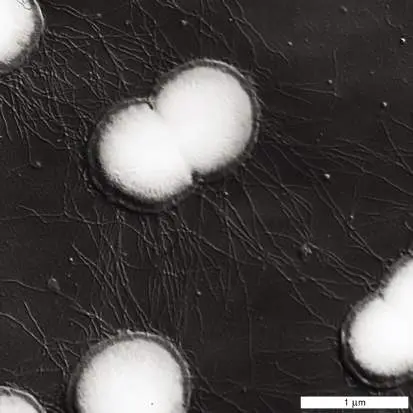 Figure from Chapter 3, Microbiology: An Evolving Science 6e