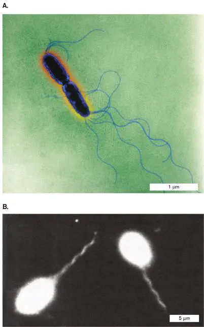 Figure from Chapter 3, Microbiology: An Evolving Science 6e