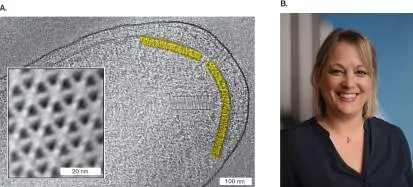 Figure from Chapter 3, Microbiology: An Evolving Science 6e