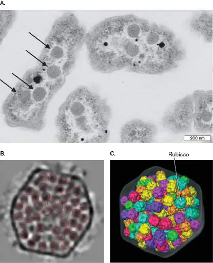 Figure from Chapter 3, Microbiology: An Evolving Science 6e