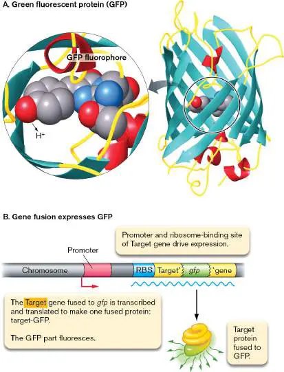 Figure from Chapter 3, Microbiology: An Evolving Science 6e