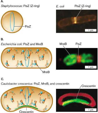 Figure from Chapter 3, Microbiology: An Evolving Science 6e