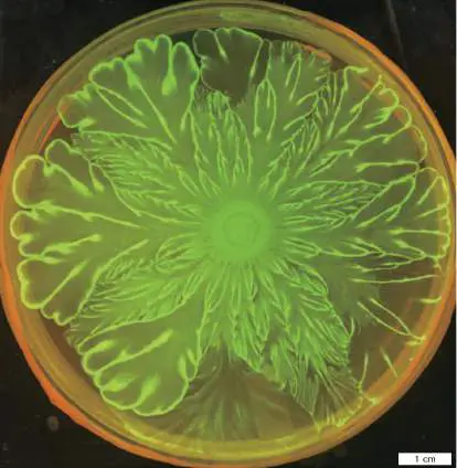 Figure from Chapter 4, Microbiology: An Evolving Science 6e