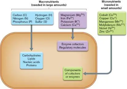 Figure from Chapter 4, Microbiology: An Evolving Science 6e