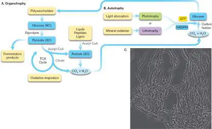 Figure from Chapter 4, Microbiology: An Evolving Science 6e