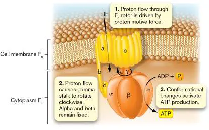 Figure from Chapter 4, Microbiology: An Evolving Science 6e