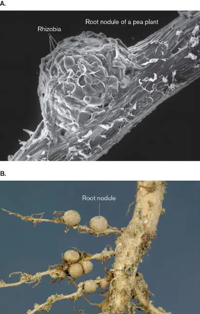 Figure from Chapter 4, Microbiology: An Evolving Science 6e