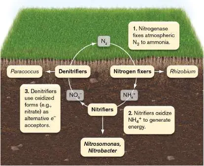 Figure from Chapter 4, Microbiology: An Evolving Science 6e