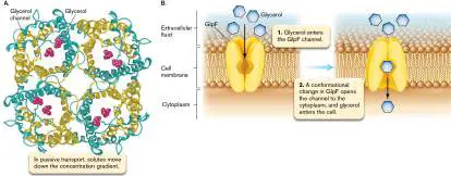 Figure from Chapter 4, Microbiology: An Evolving Science 6e