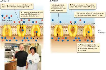 Figure from Chapter 4, Microbiology: An Evolving Science 6e