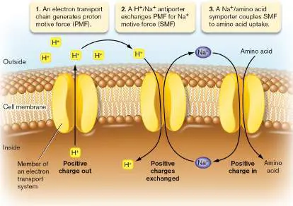 Figure from Chapter 4, Microbiology: An Evolving Science 6e