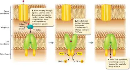 Figure from Chapter 4, Microbiology: An Evolving Science 6e