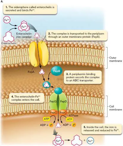 Figure from Chapter 4, Microbiology: An Evolving Science 6e